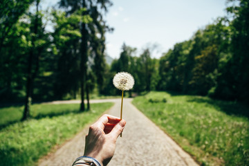 Young woman's hand is holding a white dandelion in front of a camera in green park summer time,...