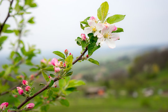 Apple tree in bloom, Slovenia, spring, early in the morning