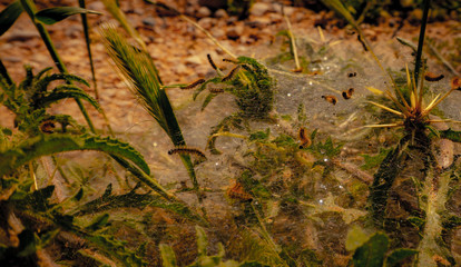 cobweb on a wild plant