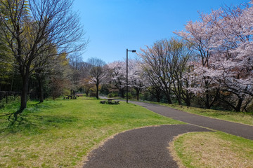 春 多摩市 都立桜ヶ丘公園 ゆうひの丘