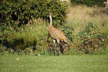 Sandhill crane is species crane of North America