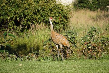 Sandhill crane is species crane of North America