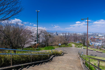 Naklejka premium 春 多摩市 都立桜ヶ丘公園 ゆうひの丘