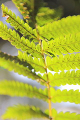 transparent pteridophyte with sunlight