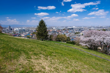 春 多摩市 都立桜ヶ丘公園 ゆうひの丘