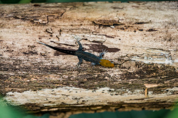 Gecko