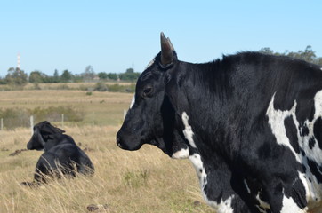 caw in a farm and blue sky
