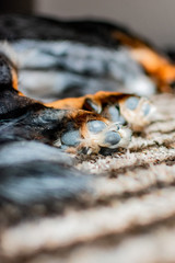 Dog paws of a sleeping dapple dachshund