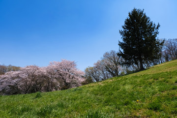 春 多摩市 都立桜ヶ丘公園 ゆうひの丘