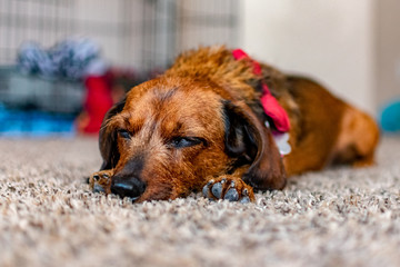 Brown Dachshund Dog Sleeping