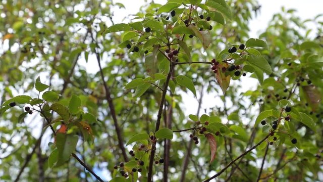Maqui berry hanging from tree