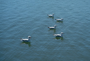 seagulls floating in lake