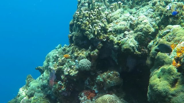 Healthy coral reef with variety of fish and underwater wildlife.