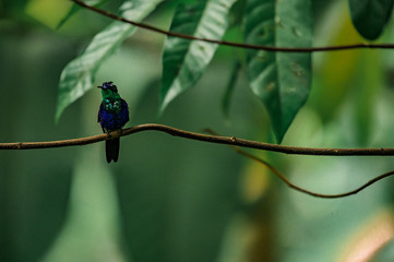 Colibri