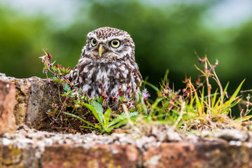 Little owl (Athene noctua)