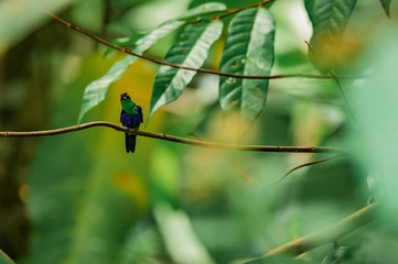 Colibri