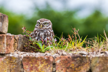 Little owl (Athene noctua)