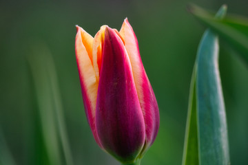 Naklejka premium Tulpe