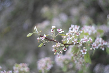 cherry tree with pink flowers