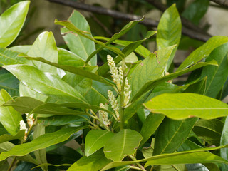 Fototapeta na wymiar Le Laurier-cerise (Prunus laurocerasus), un arbuste au feuillage persistant, aux feuilles elliptiques et lancéolées