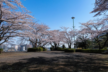 Fototapeta na wymiar 聖蹟桜ヶ丘 いろは坂桜公園 春