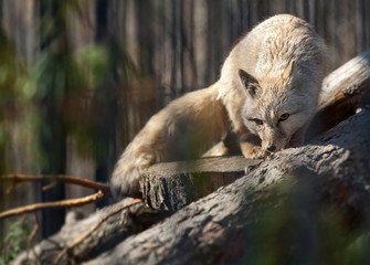 A corsac fox (Vulpes corsac) lying down on a tree trunk. Also known as corsac or steppe fox