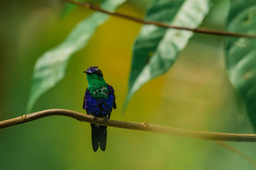Colibri