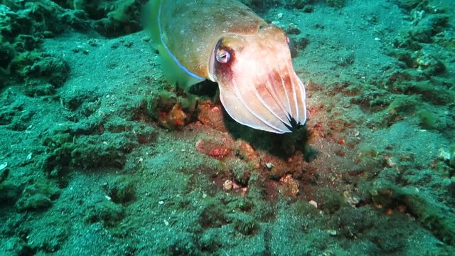 Broadclub cuttlefish (Sepia latimanus) swims above a reef in Indonesia.