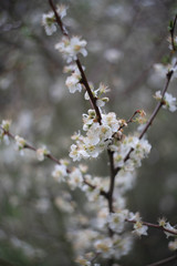 blooming apple tree in spring