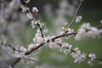 blooming apple tree in spring