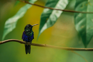 Fototapeta premium Colibri