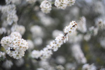 blooming apple tree in spring