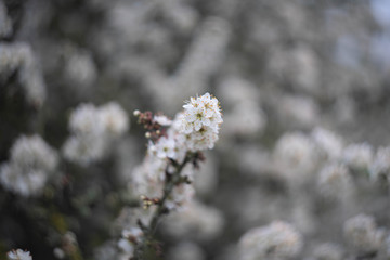 blooming apple tree in spring