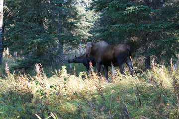 Moose in wild Alaska