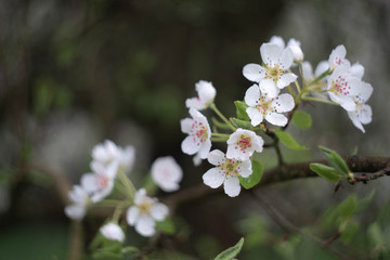 blooming cherry tree in spring