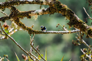 Oiseau tropical
