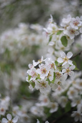 Obraz premium blooming cherry tree in spring