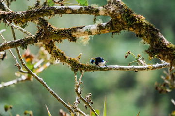 Oiseau tropical