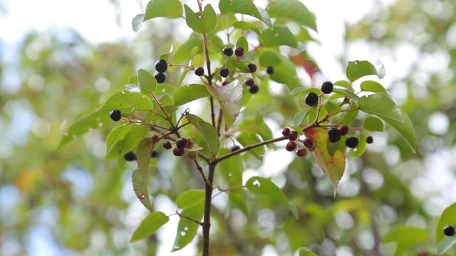Maqui berry hanging from tree