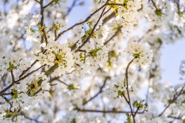 Kirschblüte
