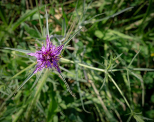 A purple wildflower