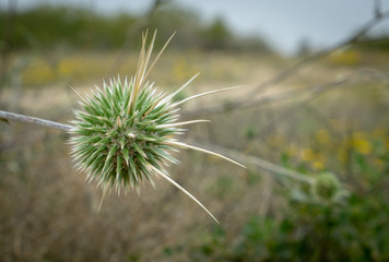 A thorn sphere bush