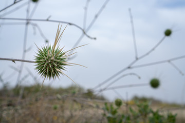 A thorn sphere bush