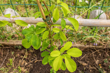 A young Akibia Quinata shrub, or the Cream Form variety, growing the north east Italy. It is also known as chocolate vine, five-leaf chocolate vine and five-leaf akebia.