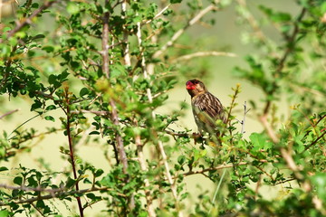 red billed quelea bird,breeding male,Kruger national park