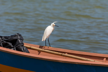 Small white heron standing on a fishing boat at the Conceicao Lagoon, in Florianopolis, Brazil.