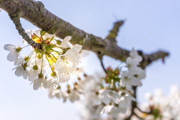Kirschblüte