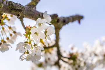 Kirschblüte