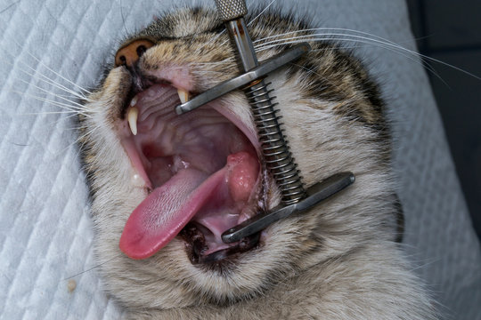 eosinophilic granuloma in the mouth of a cat. Cat with oral tumor.
