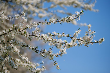 White Mirabelle plum tree in spring